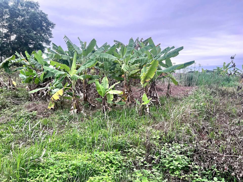 Đất thổ cư Thôn Dễu 125m² 1 tỷ – Sổ đỏ chính chủ