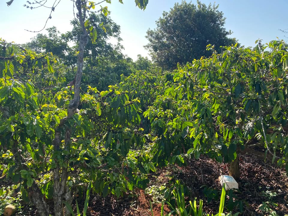 Đất rẫy cà phê Chư Sê 10.000m² - Đầu tư dài hạn, sinh lời cao!