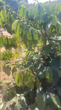 Land Thôn 9 Lộc Nga 14.000m² giá 600 triệu - Sổ đỏ chính chủ