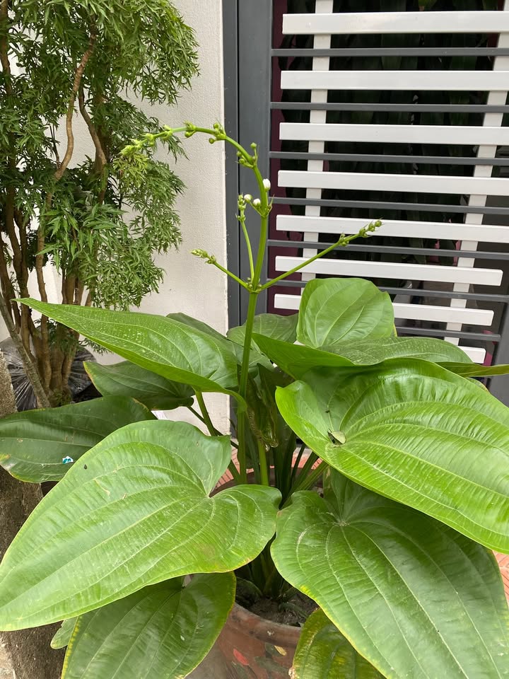 Nhà riêng Đông Vệ Thanh Hóa 65m² 2.2 tỷ - Chính chủ bán