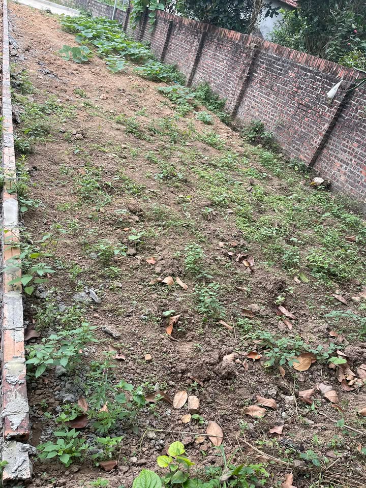 Đất nền Xuân Hòa Lập Thạch 107m² 600tr - Sổ đỏ chính chủ