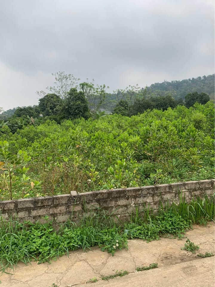 Đất vườn Ba Trại Ba Vì 2.018m² 10.09 tỷ - Sổ đỏ chính chủ