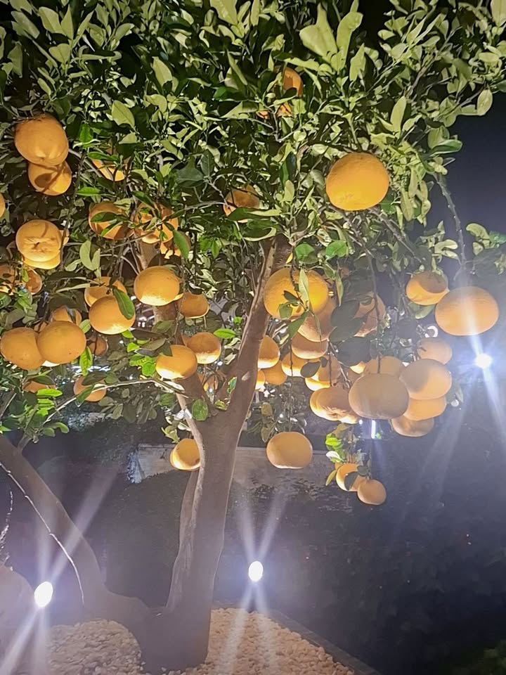 Đất nền Tân Hà Lâm Đồng 900m² giá 2 tỷ - Tiềm năng tăng giá