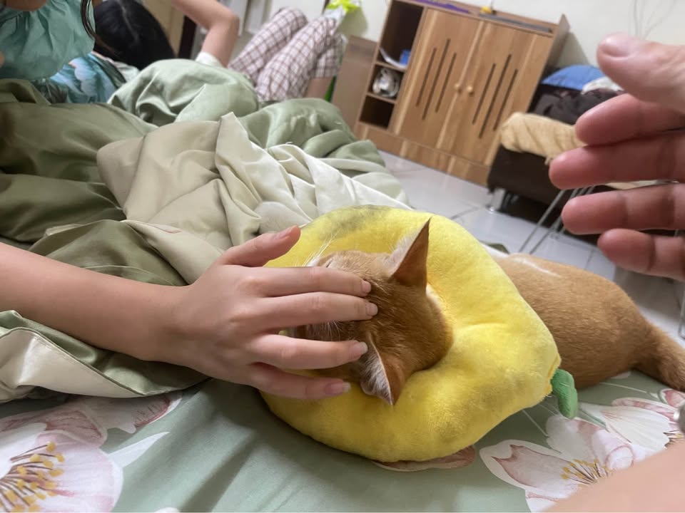 Nhà hẻm 208 Bà Hom Q6 22m² 3.5 tỷ - Ô tô vào tận nhà