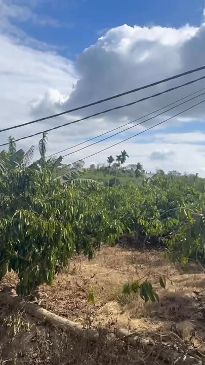 Đất vườn Tuy Hòa 1440m² 1.3 tỷ - Đầu tư dài hạn