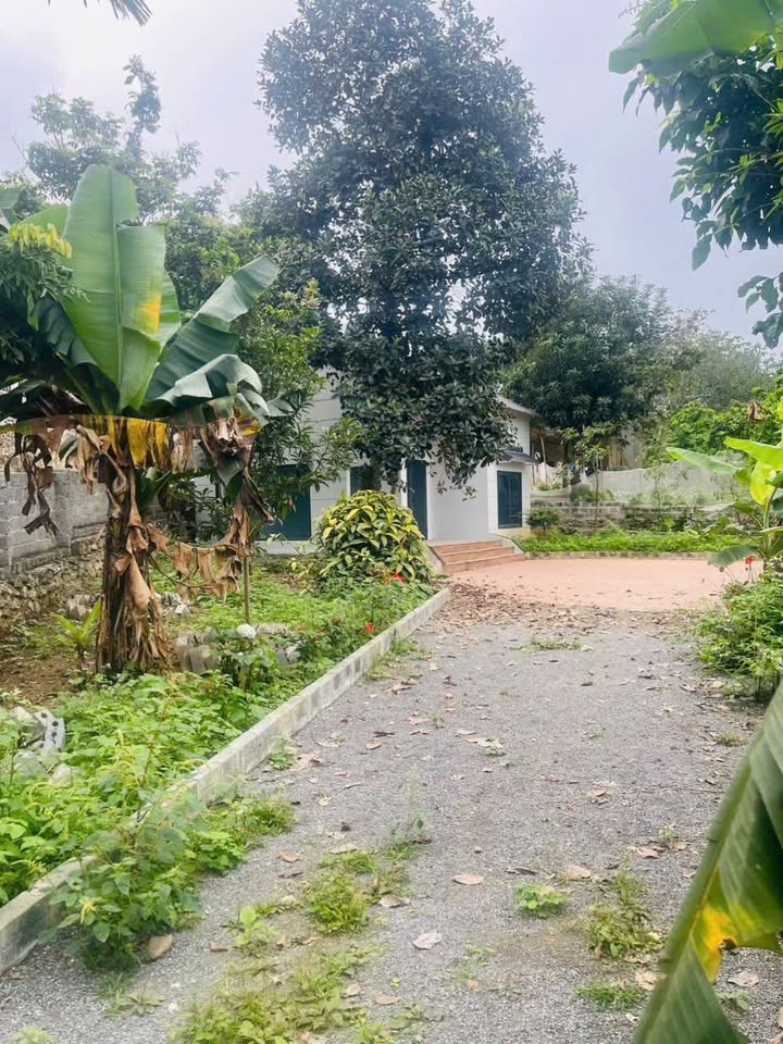 Nhà vườn Liên Sơn 299m² giá 1,x tỷ - Sẵn sàng ở ngay