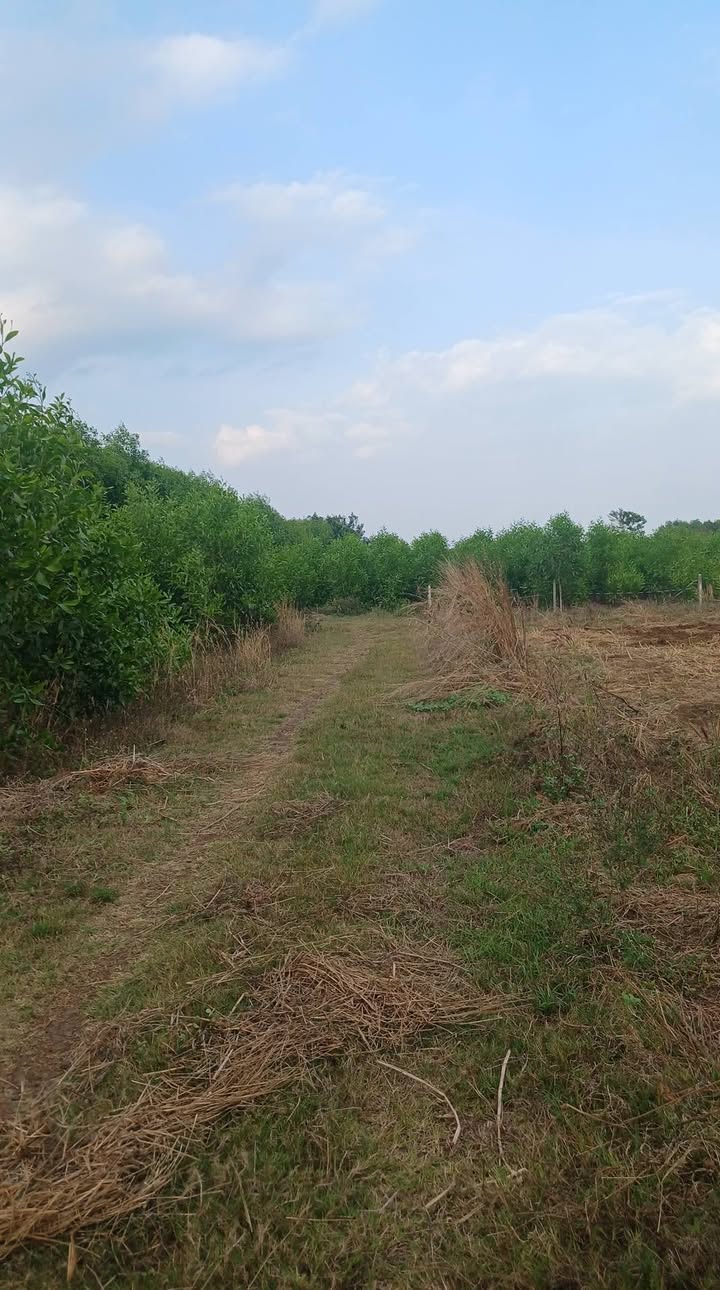 Đất nền Lâm San Cẩm Mỹ 2016m² 1.624 tỷ - Sổ đỏ chính chủ