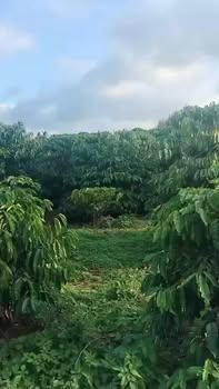 Rẫy cà phê Đắk Mil 1,2 ha 3,2 tỷ - Đầu tư dài hạn