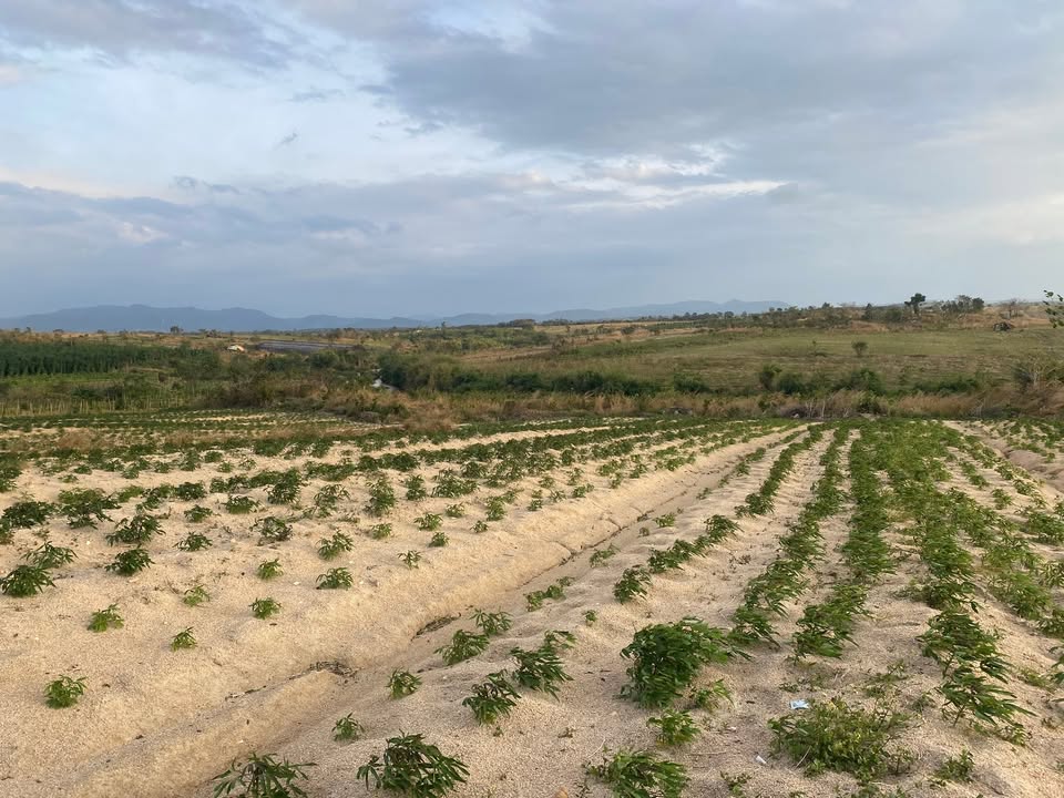 Đất nền Ia Le 4ha giá 600 triệu - Đầu tư sinh lời cao