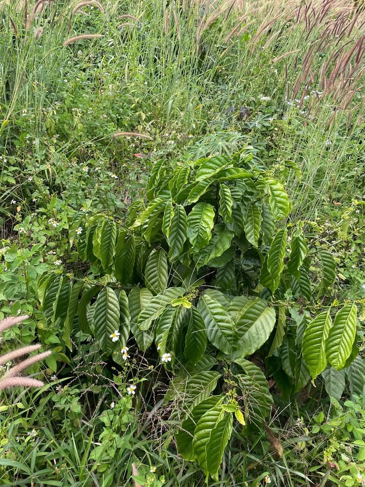 Đất nền Trường Xuân Đắk Song 1,4ha 950 triệu - Giá tốt hiếm có