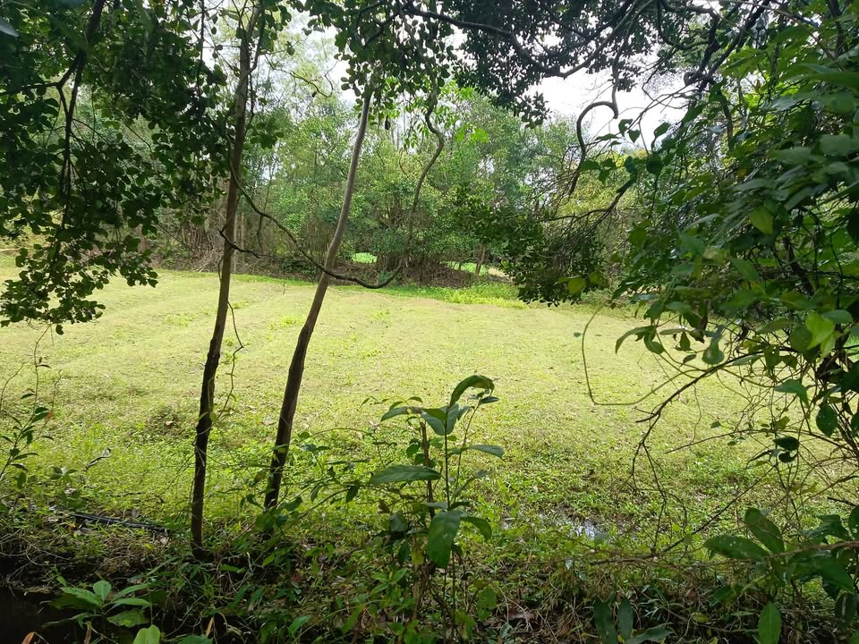 Đất trồng cây Tam Thăng 600m² 2xx triệu - Hạ tầng hoàn thiện