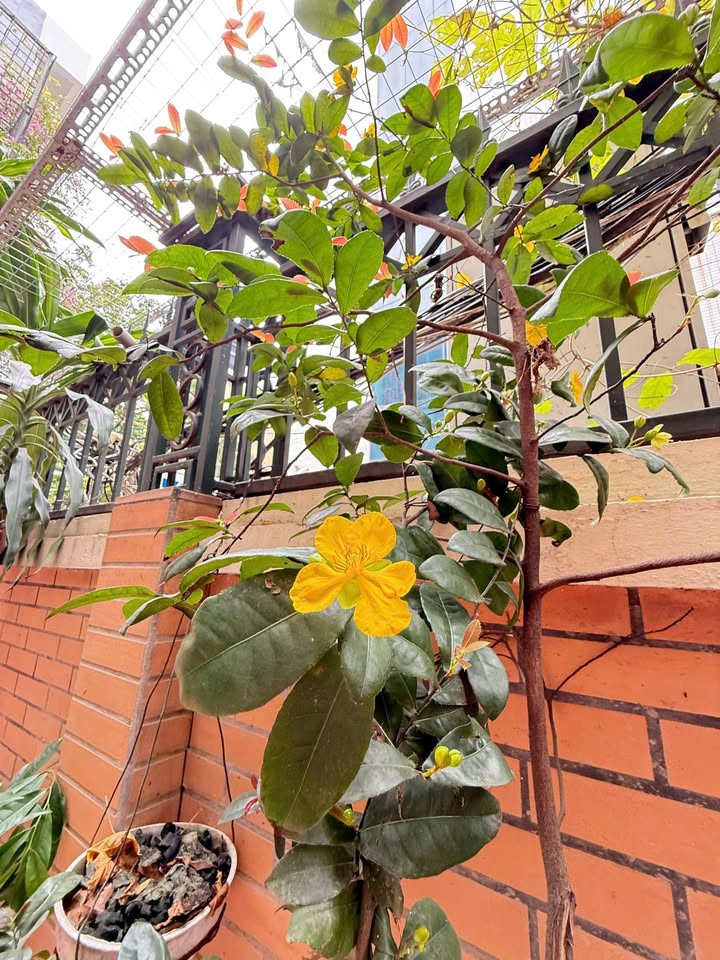 Căn hộ Quán Thánh 93m² giá 9 tỷ - View đẹp sẵn ở ngay