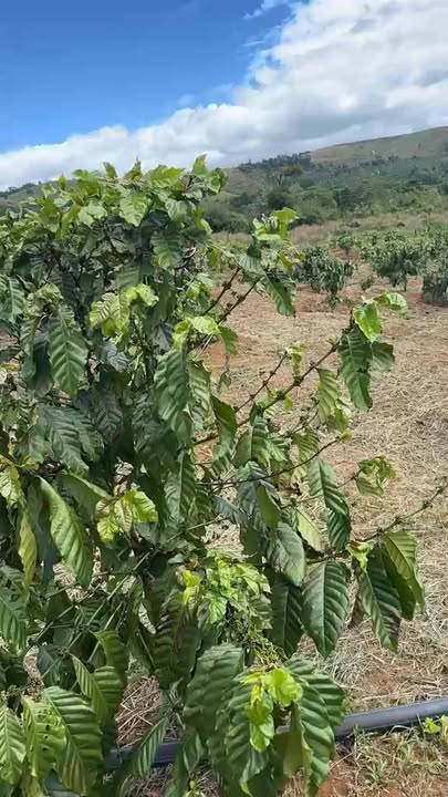 Đất vườn Quảng Tâm Tuy Đức 10.000m² - Sinh thái xanh