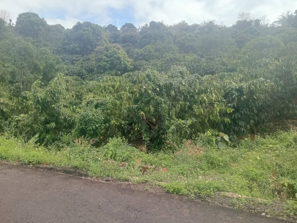 Đất nền Thôn 3 Lộc Bảo 3ha 3.7 tỷ - Đường ô tô