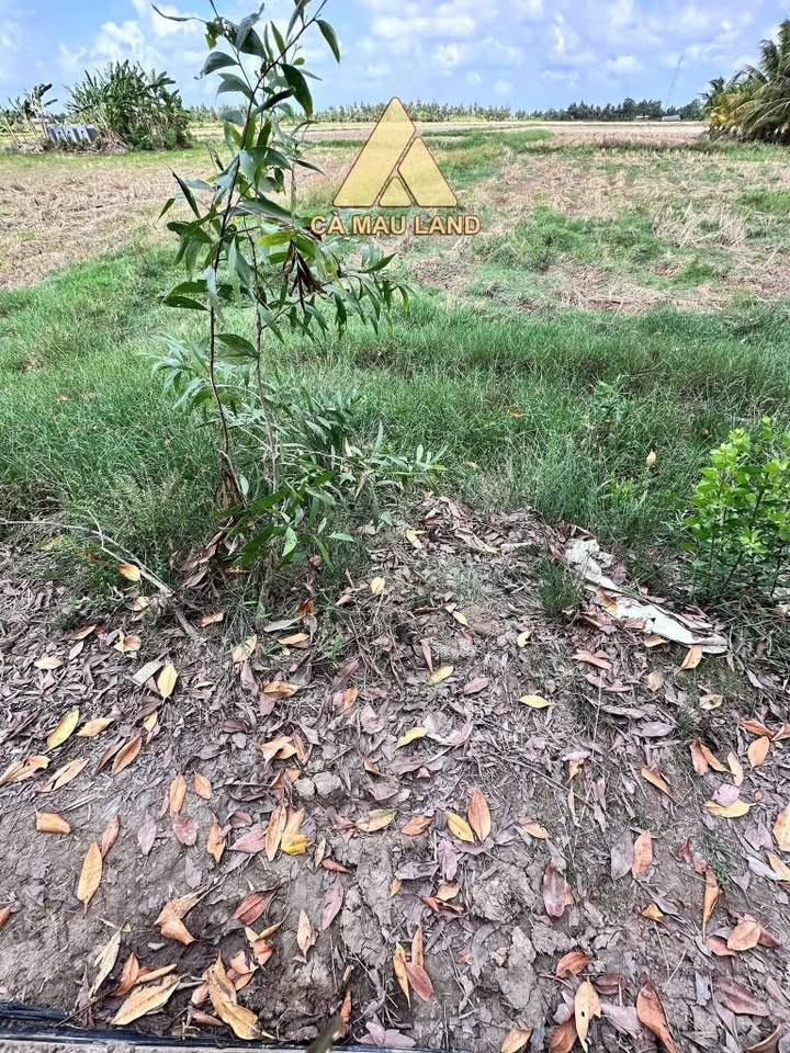 Đất vườn Cà Mau 1.752m² 1.4 tỷ - Sổ hồng rõ ràng