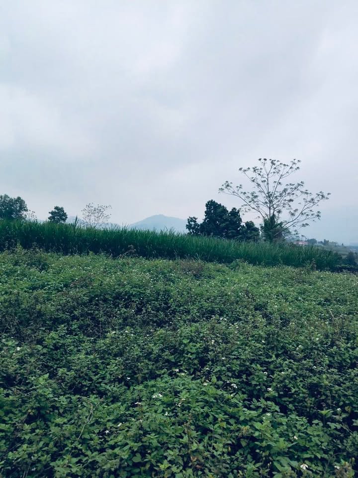 Đất nền Yên Bài Ba Vì 3.530m² thỏa thuận - Sổ đỏ chính chủ