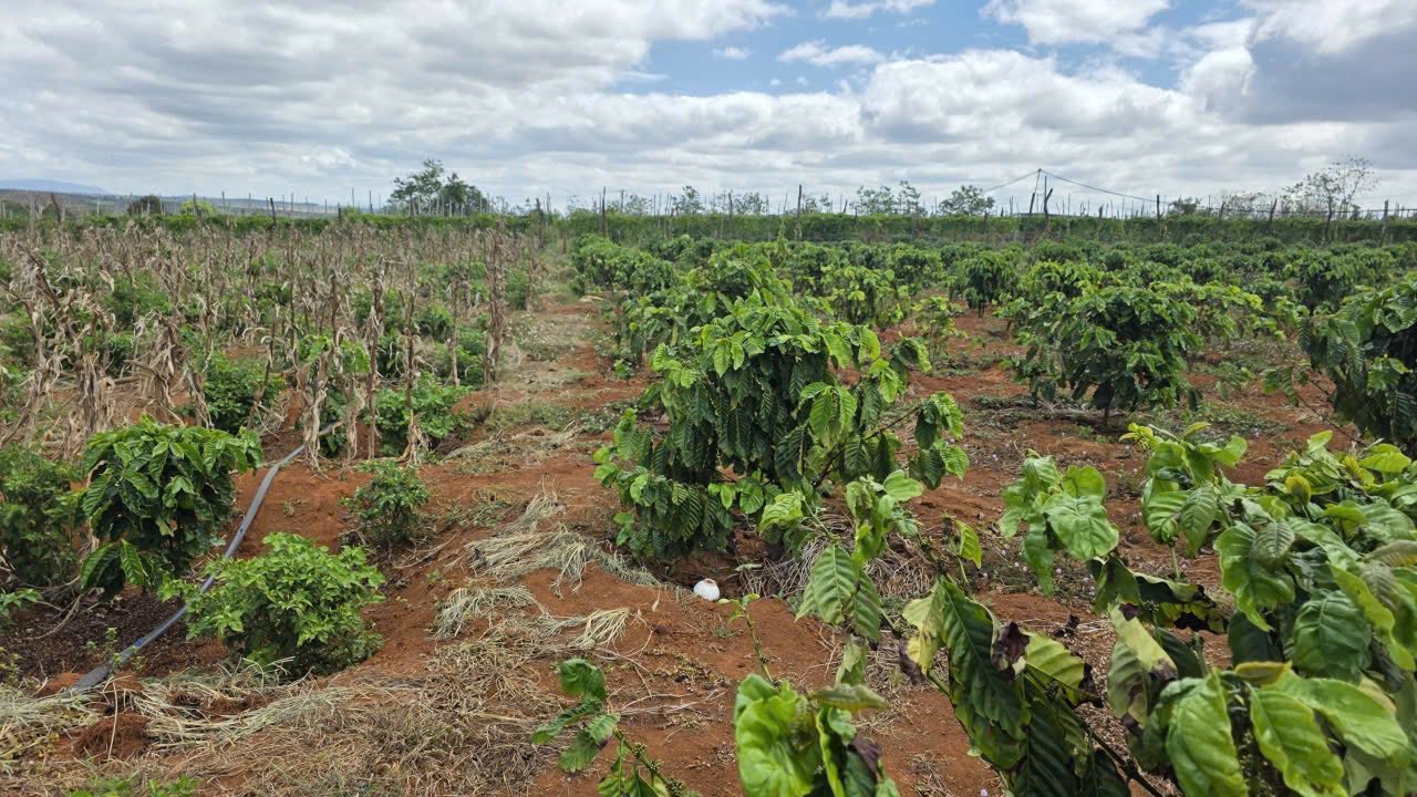 Đất vườn Nhơn Hòa Gia Lai 2997m² 1,4 tỷ - Đầu tư dài hạn