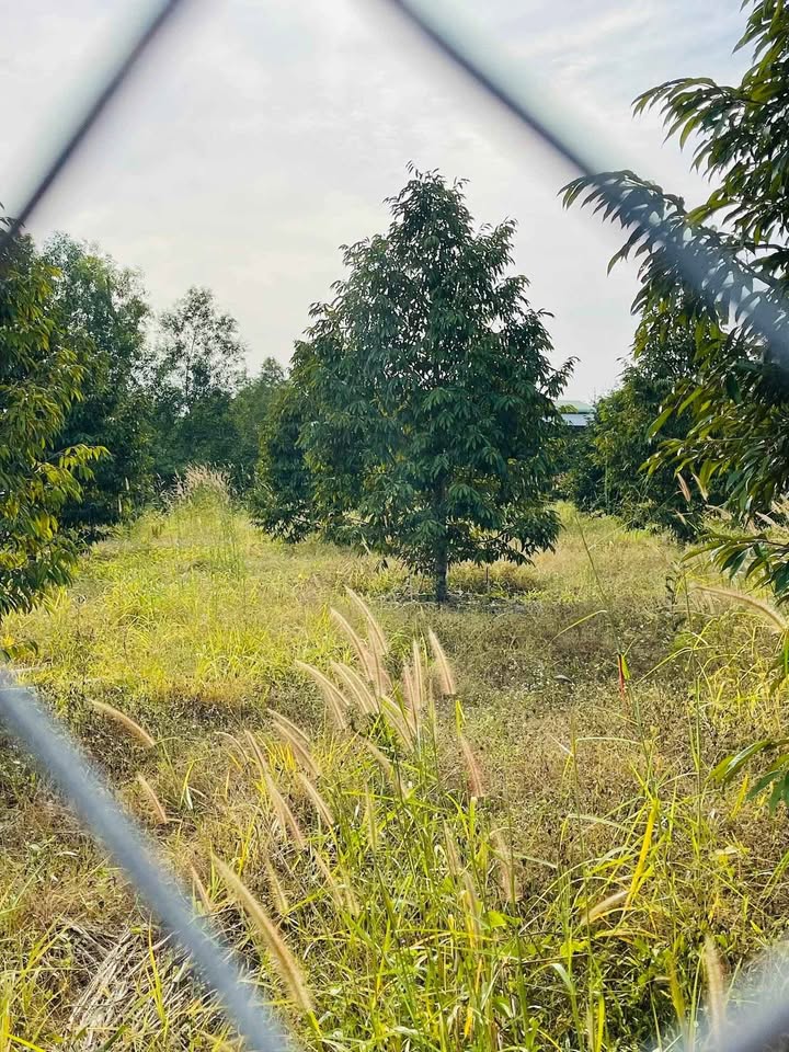 Đất vườn Minh Hưng Bình Phước 3.000m² - Sổ hồng rõ ràng