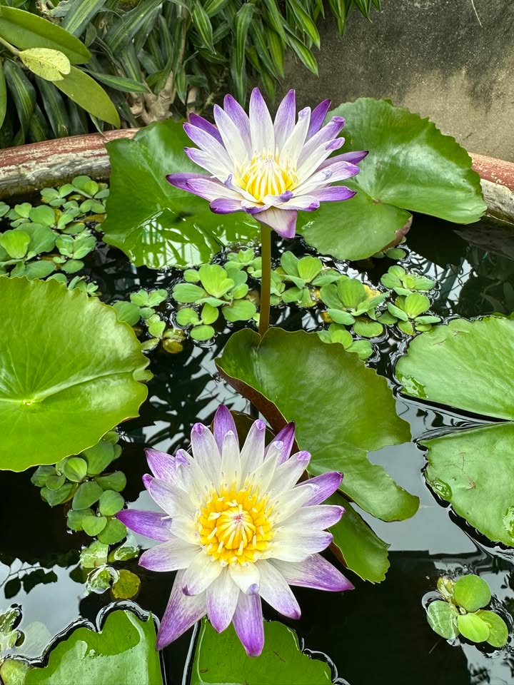 Đất Trục 9 Krông Nô 364m² 170 triệu/m - Đất thổ cư 100%