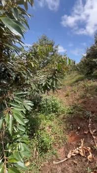 Farm Cu Pong Krong Buk 2.268m²/2,4 tỷ - Sinh thái xanh