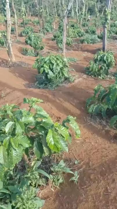 Đất vườn Cư M'gar 2520m² giá 2.05 tỷ - Sinh thái xanh