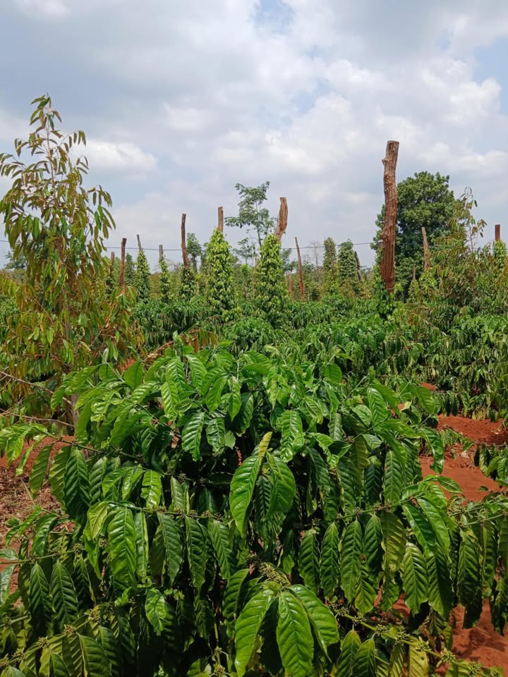 Đất vườn Cư M'gar 2412m² 2.1 tỷ - Sổ đỏ chính chủ