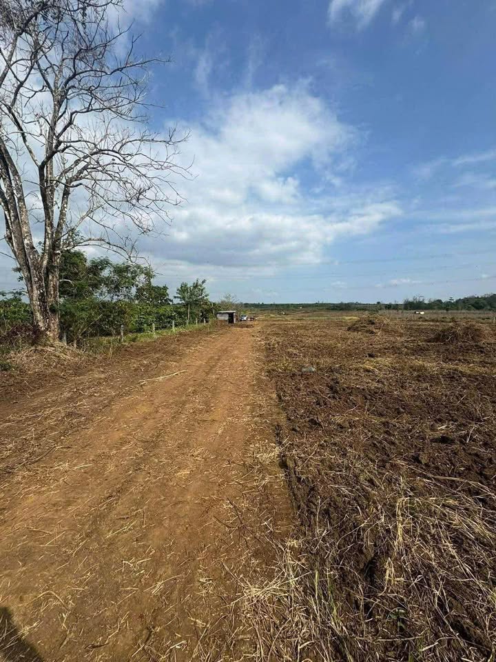 Đất nền Ea M'Droh Cư M'gar 1ha 1 tỷ - Giá tốt hiếm có