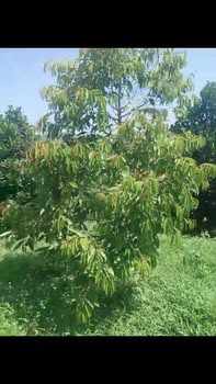 Đất Tân Lập Đắk Nông 1,33ha 2,8 tỷ - Sổ đỏ chính chủ