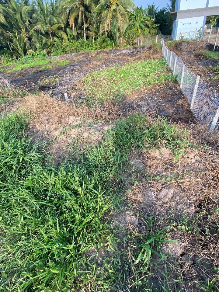 Đất nền Mỹ An Mang Thít 110m² 239 triệu - Sổ đỏ chính chủ