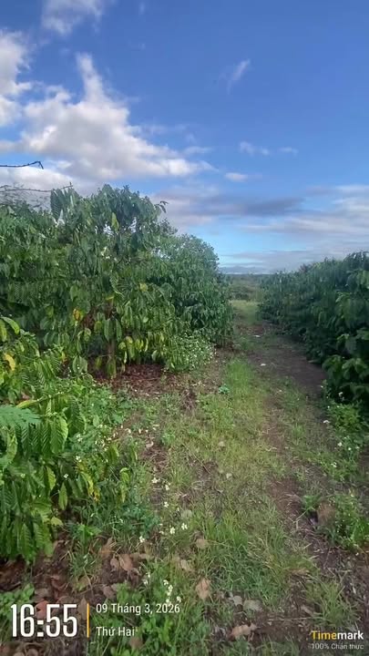 Farm Ea Sien Buon Ho 1.4ha gia thoa thuan - So do chinh chu