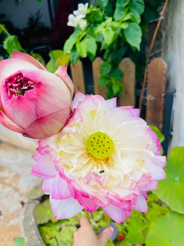 Đất Hàm Nghi Buôn Hồ 480m² giá 2.4 tỷ - Xây dựng tự do