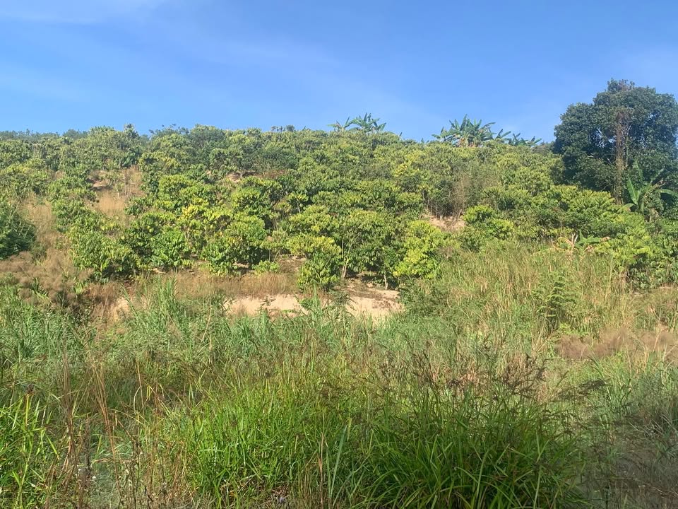 Đất nền Lâm Hà 14.000m² 4.7 tỷ - Sổ đỏ chính chủ