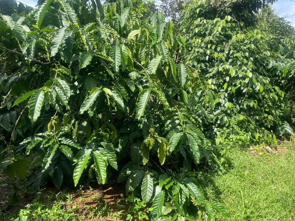 Đất vườn Gia Nghĩa 1.2ha giá 3 tỷ - Nghỉ dưỡng lý tưởng