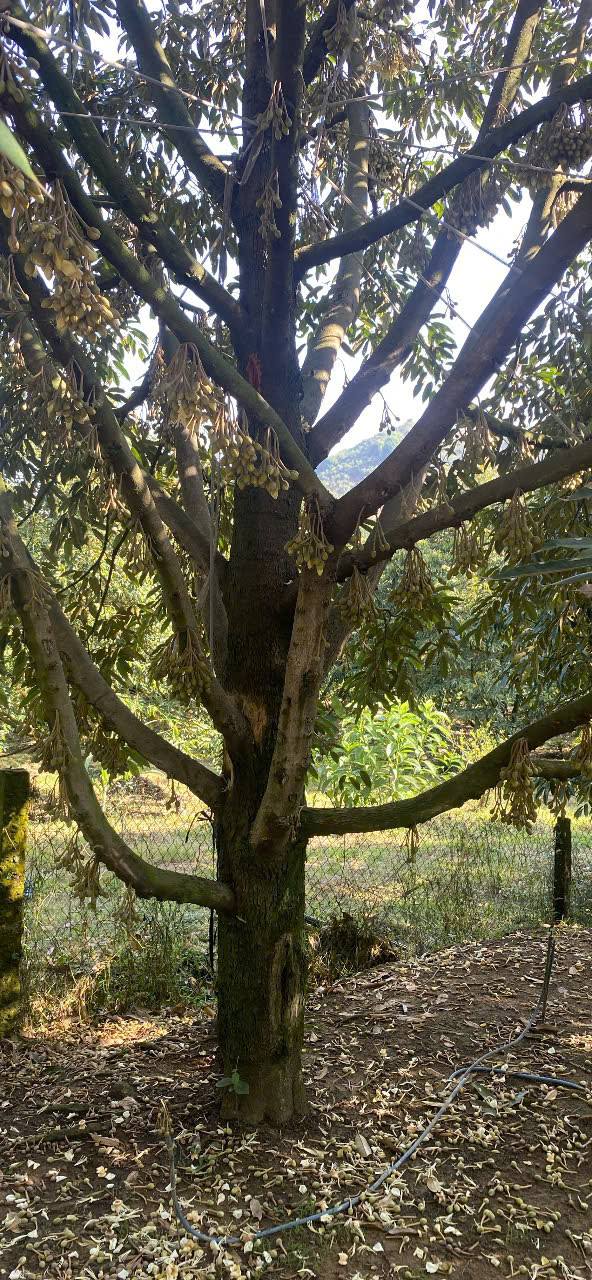 Đất vườn Đạ Lây Lâm Đồng 1,2ha 5.2 tỷ - Nghỉ dưỡng lý tưởng