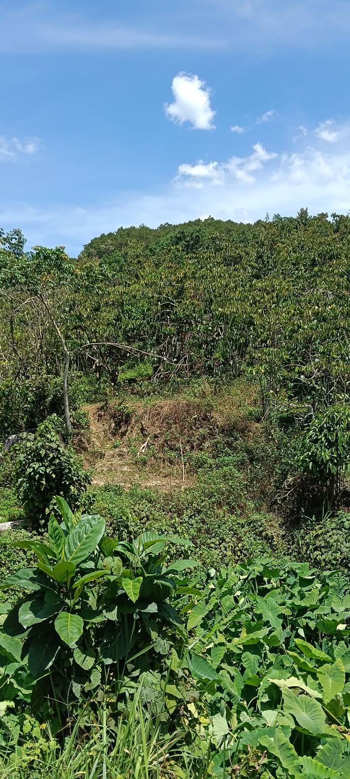 Đất nền Hòa Bắc Hòa Vang 1440m² 1.2 tỷ – Sổ đỏ chính chủ