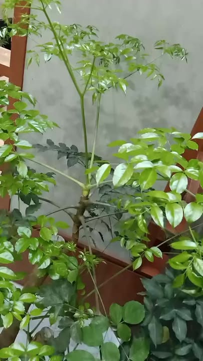 Đất nền Thạch Hà 180m² 2,8 tỷ - Sổ đỏ chính chủ