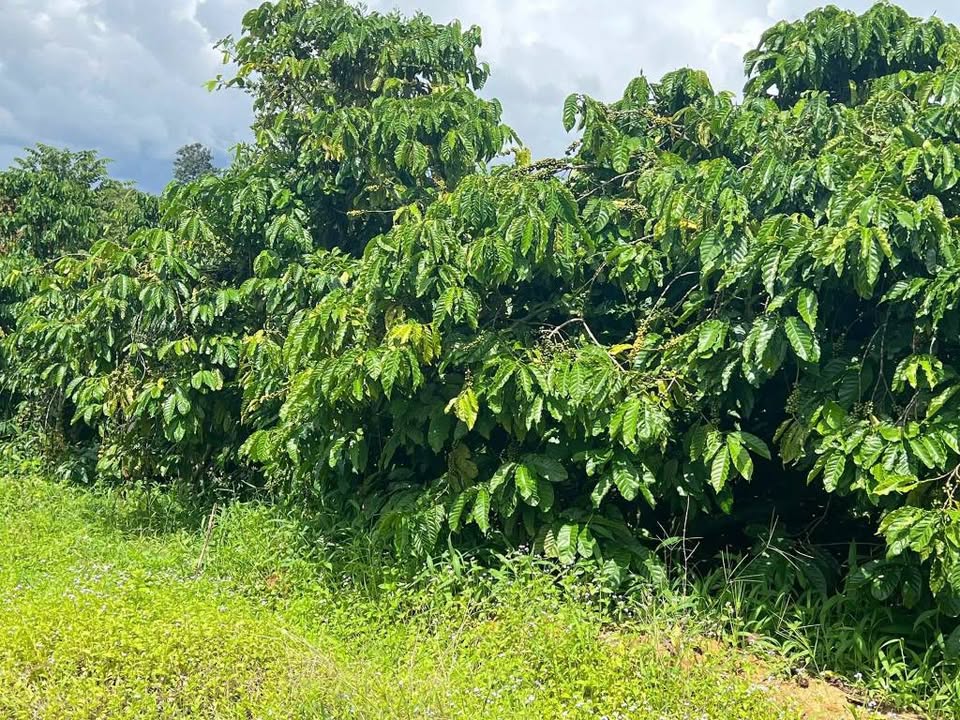 Farm Ea Sô Ea Kar 21.856m² giá 2,1 tỷ – Tiềm năng tăng giá