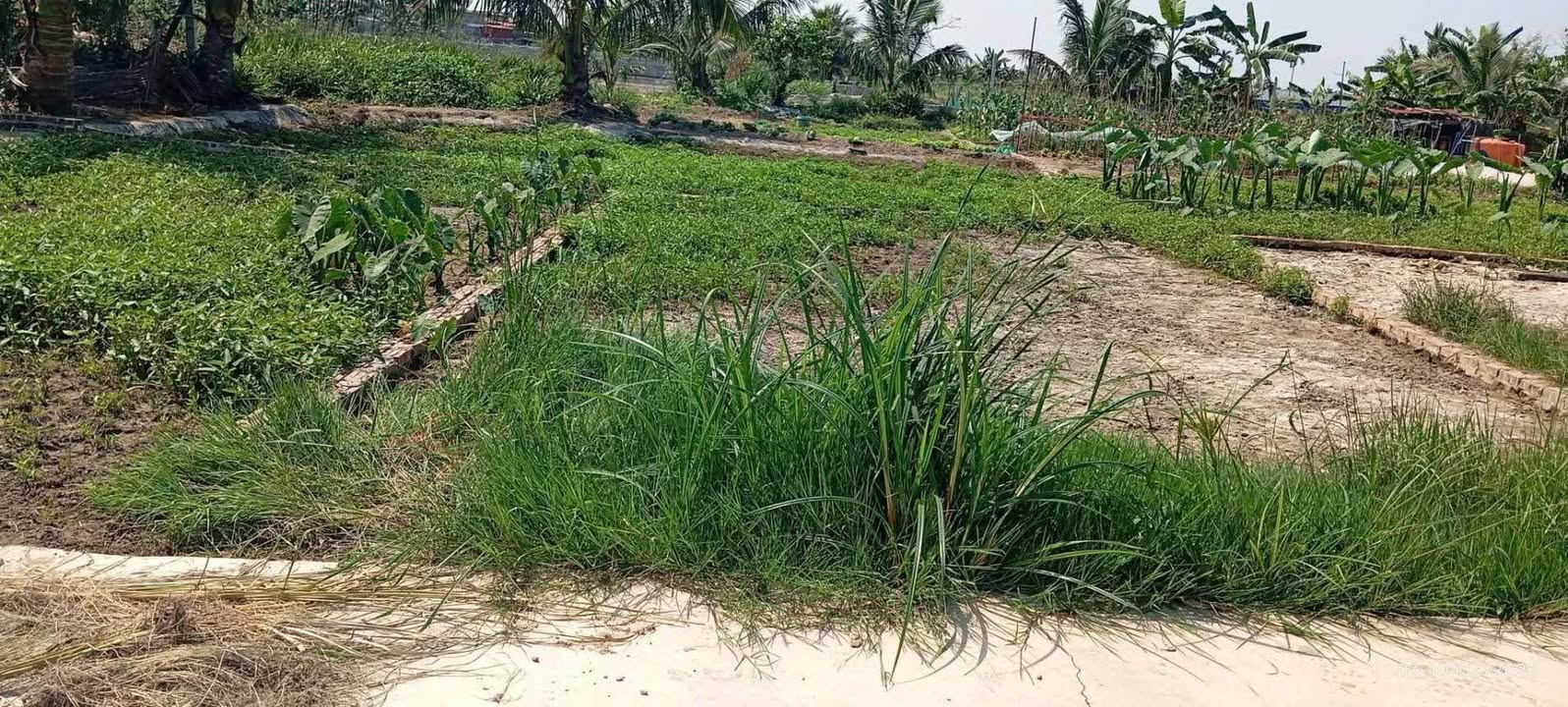 Đất nền Mỹ Đức An Lão 60m² 5xx triệu - Sổ đỏ chính chủ