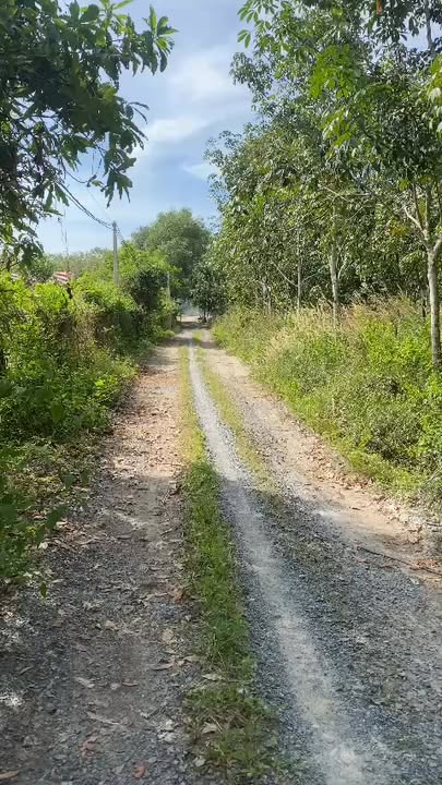 Đất nền Đôn Thuận Trảng Bàng 1225m² 1.6 tỷ - Tiềm năng tăng giá