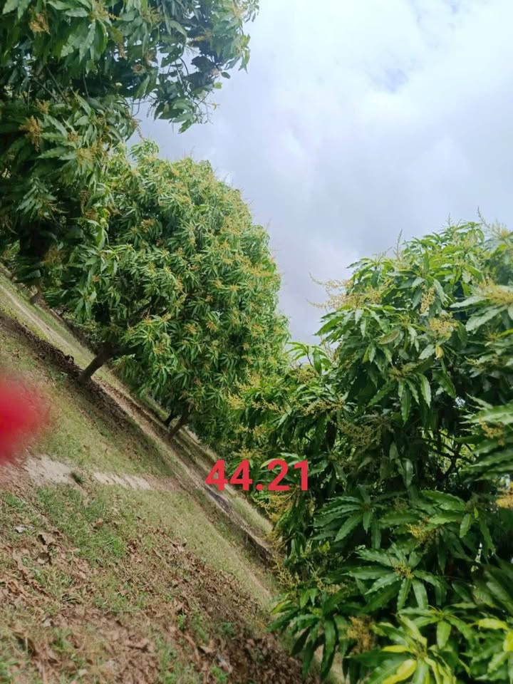 Đất vườn Cam Thành Bắc 1.050m2 430 triệu - Sổ hồng rõ ràng