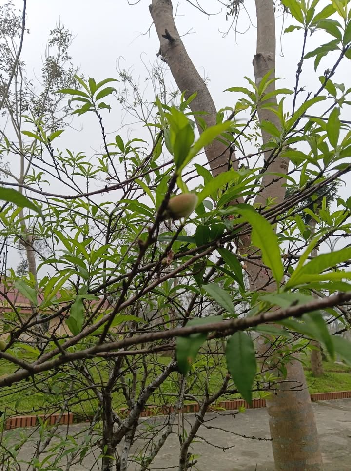 Đất nền Thạch Hạ Hà Tĩnh 160m² - Tiềm năng tăng giá