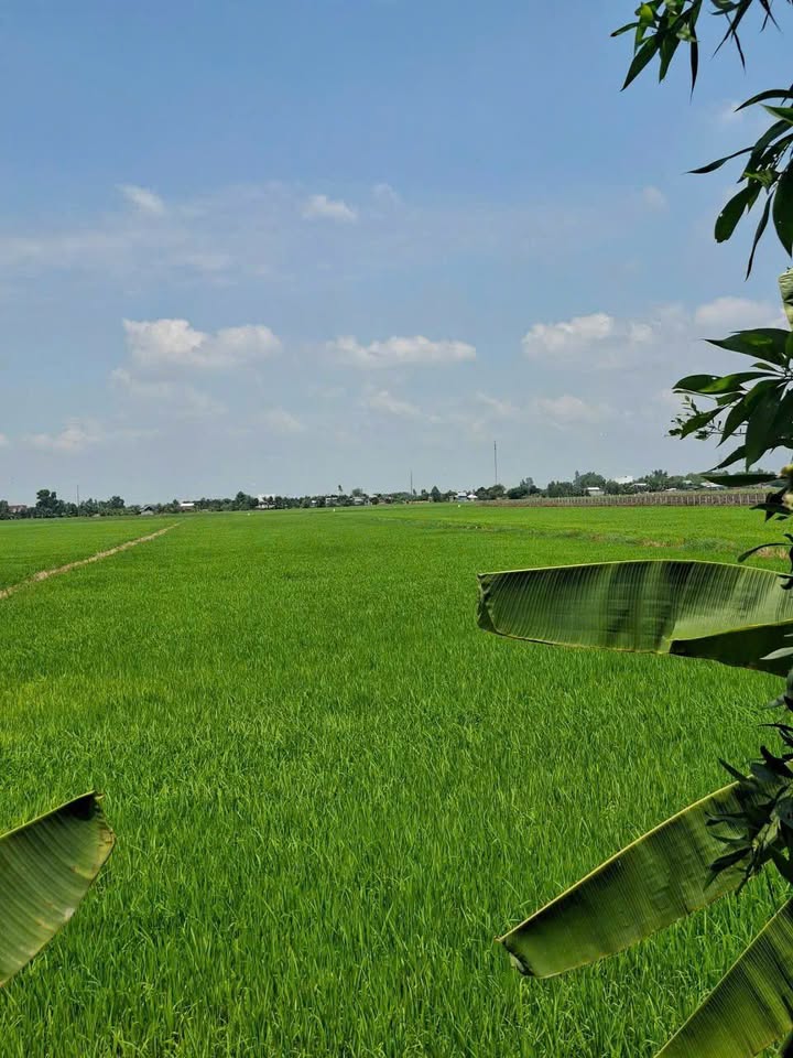 Đất nền Kiến Bình Tân Thạnh 15.000m² 2.325 tỷ - Đường to ô tô