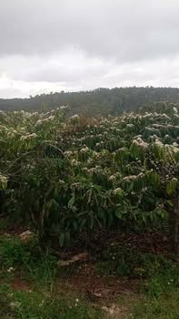 Đất vườn Ea Tóh Krông Năng 1,1ha 3,2 tỷ - Sinh thái xanh