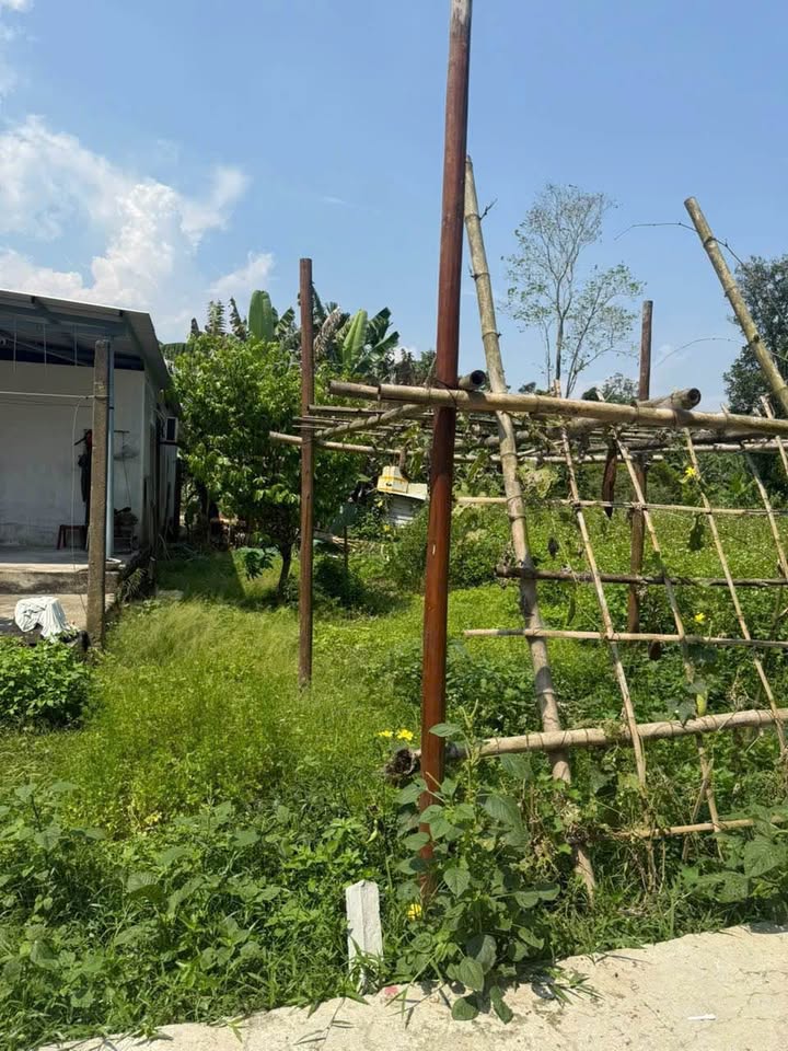 Đất nền Hòa Phú Hòa Vang 135m² 1 tỷ - Sổ đỏ chính chủ