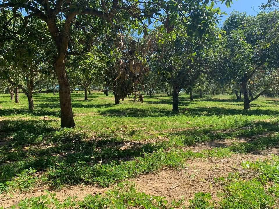 Đất vườn Phú Lý Vĩnh Cửu 16.000m² 13.5 tỷ - Sinh thái xanh