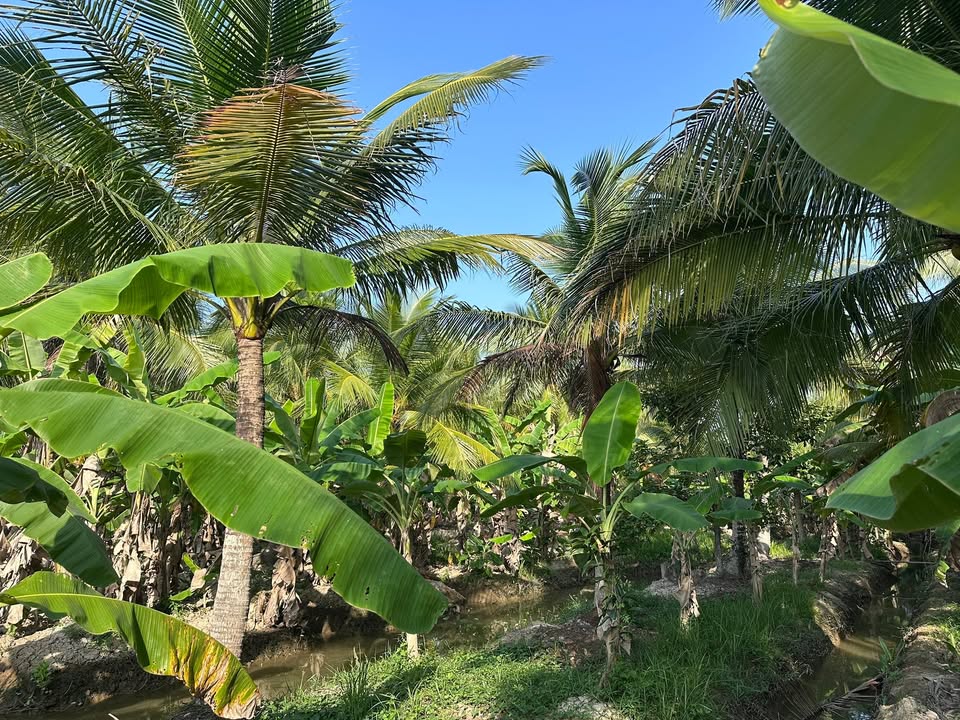 Đất Phú Mỹ, Mỏ Cày Bắc 2000m²/530tr - Đầu tư dài hạn