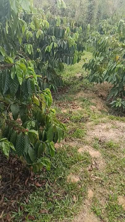 Đất vườn Đắk Gằn 1,7ha giá 3,3 tỷ - Sinh thái xanh