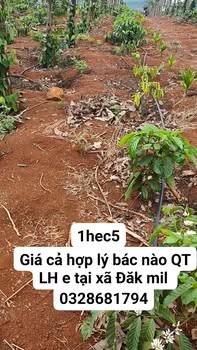 Farm Đắk R'La 16.000m² thỏa thuận - Đầu tư dài hạn