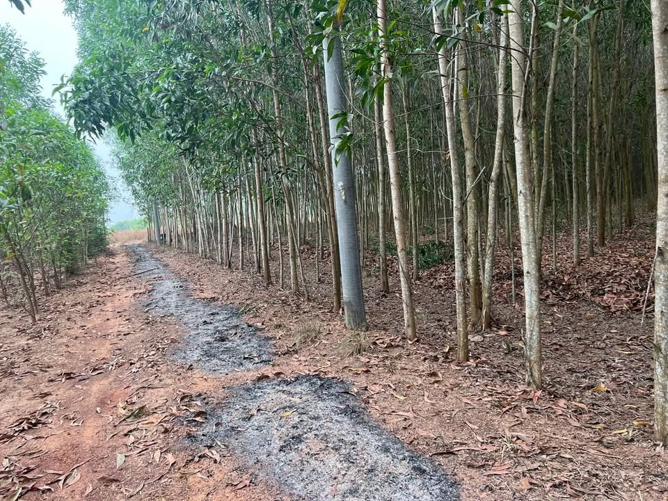 Đất nền Phước Thái Long Thành 18.000m² 21.6 tỷ - Pháp lý rõ ràng