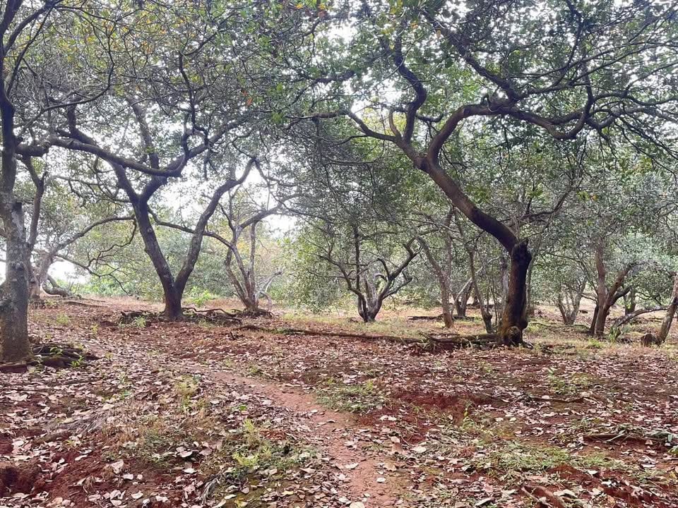 Đất vườn Phú Trung Phú Riềng 3 ha 4 tỷ - Đầu tư dài hạn